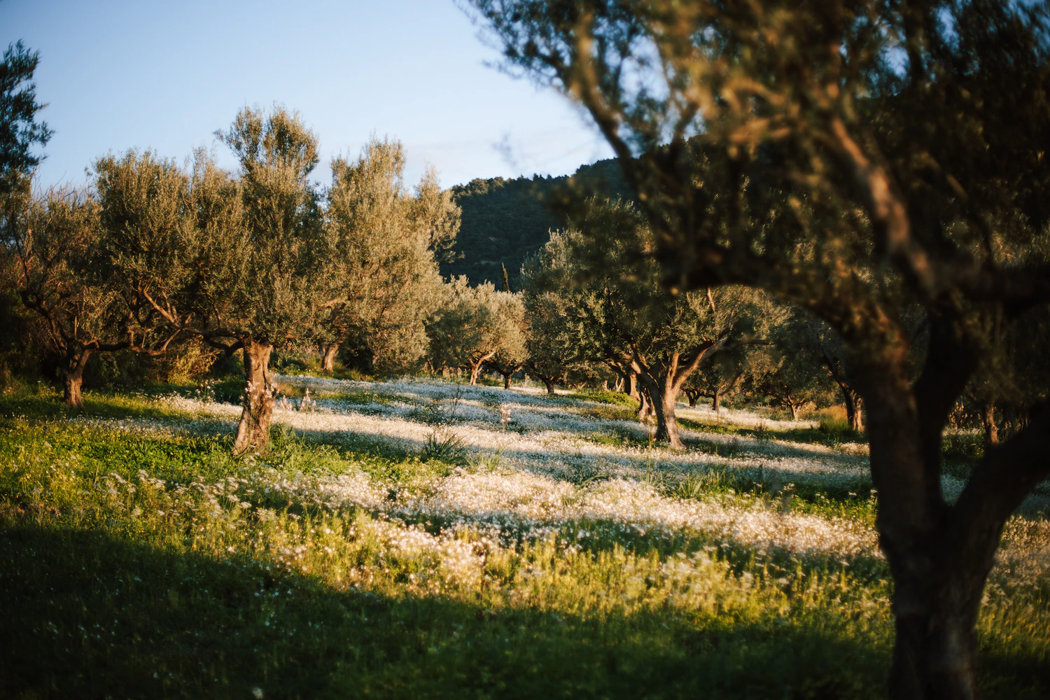 Olivar mediterráneo